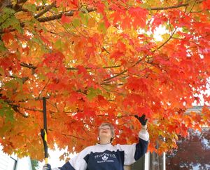 In this AP file photo, Edie Enns, admires they beauty of the colors of the maple leaves at her friend's home in Manette, Wash. Edie, said she is going to use the leaves to make a red bed on her garden. She wore the appropriate attire to rake up leaves by wearing a Toronto Maple Leafs jersey.