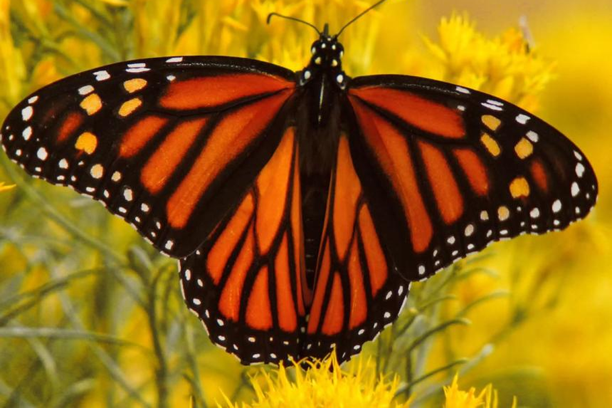 Monrach butterflies characteristically have orange and black wings with white and yellow spots on the margins. However there are several other butterflies in the region that can be mistaken for monarchs so proper identification is important.  (Washington Department of Fish and Wildlife)