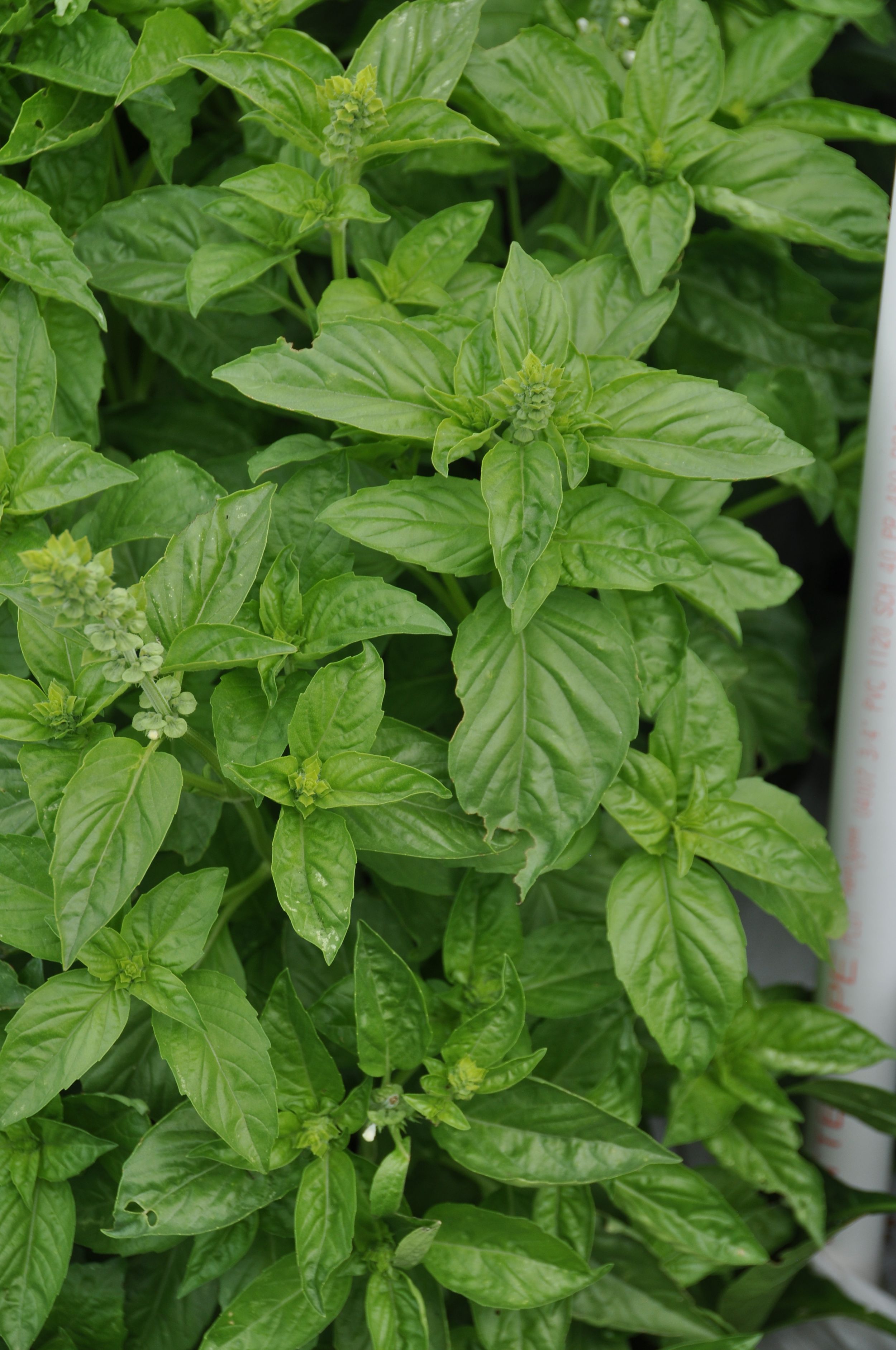 Gardening Basil flourishing in this summer's hot weather The