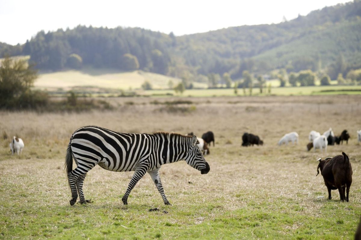 Zebra Among Oregon Goat Farm Has Motorists Doing Double-take | The ...