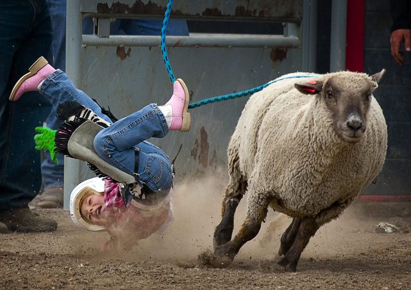 Paris Humfrey, from High River, Alberta, comes off her mount as she competes in the 3-5 year-old Mutton Bustin' event at the Little Britches rodeo in High River, Altberta, Monday, May 24, 2010. The annual event has been going since 1958 and features goat tail untying, cow riding, barrel racing, and pole bending. (Jeff Mcintosh / The Canadian Press)