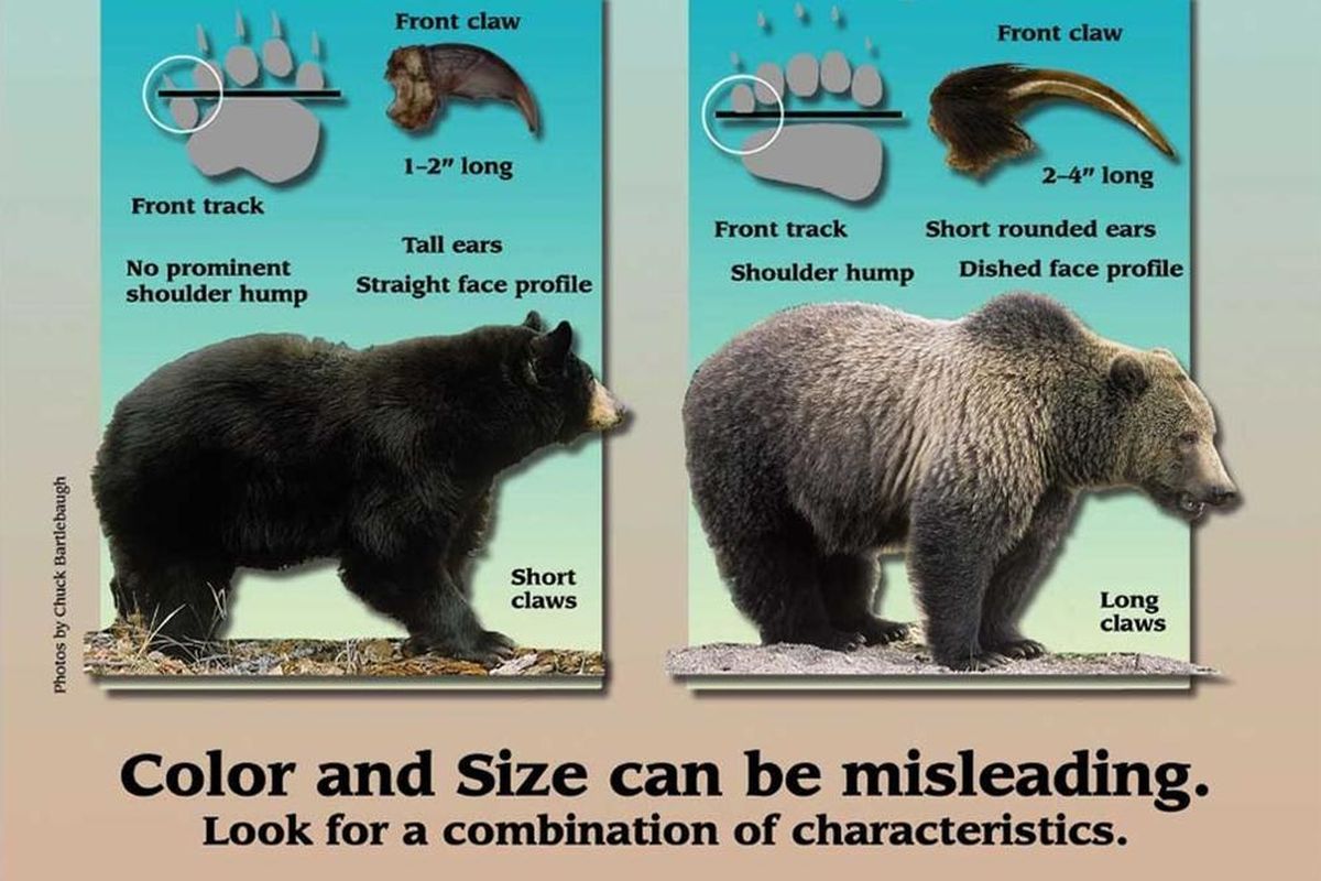 Chart compares some of the visible characteristics distinguishing black bears from grizzlies. (Be Bear Aware Campaign / Courtesy)