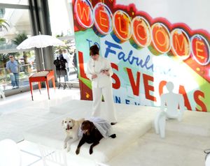 In this photo provided by the Las Vegas News Bureau, �Celebrant� Lindsay O�Brien reads from the Book of Donny Osmond  as the dogs Bailey, left, and Daisy, right, are married at the Pop-Up Wedding Chapel in the Cosmopolitan of Las Vegas, Friday, Dec. 30, 2011, while tourists look-on through the floor to ceiling glass walls that surround the new chapel. The Pop-Up Wedding Chapel at the Cosmopolitan of Las Vegas offers a new twist on the classic marriage, vow renewal, commitment ceremony, faux-wedding or Pet Wedding, like Bailey and Daisy. (Glenn Pinkerton / Las Vegas News Bureau)