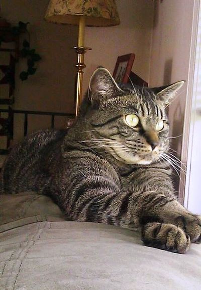 Thor the Majestic Cat