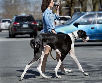 That’s ‘Lucky’s mom’ to you: Diana Bjerke takes her Great Dane, Lucky, for a stroll at Second Avenue and Cannon Street in Spokane on Tuesday. “Everyone knows the dog’s name, but not mine,” Bjerke said. “They just call me ‘Lucky’s mom.’ ” (Dan Pelle)