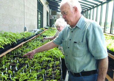 
Chuck Chandler and Karen Hill check the progress of the varieties of tomato plants at the CenterPlace greenhouse. Run by Spokane Valley Senior Center volunteers, the greenhouse will begin selling its plants on Monday.
 (J. BART RAYNIAK / The Spokesman-Review)