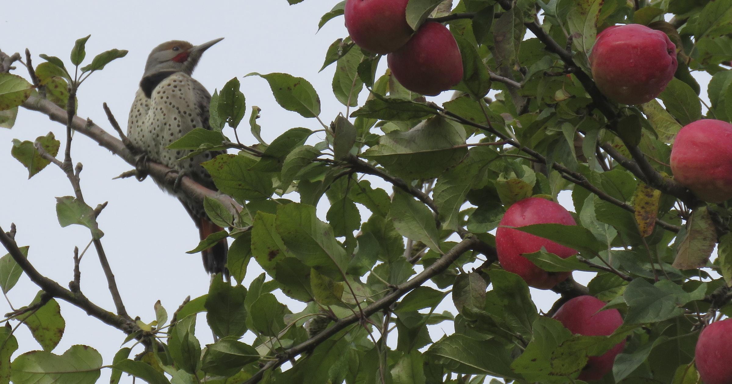 Cool Critters: Flickers in the fall say, ‘Peeyer!' ‘Peeyer!'