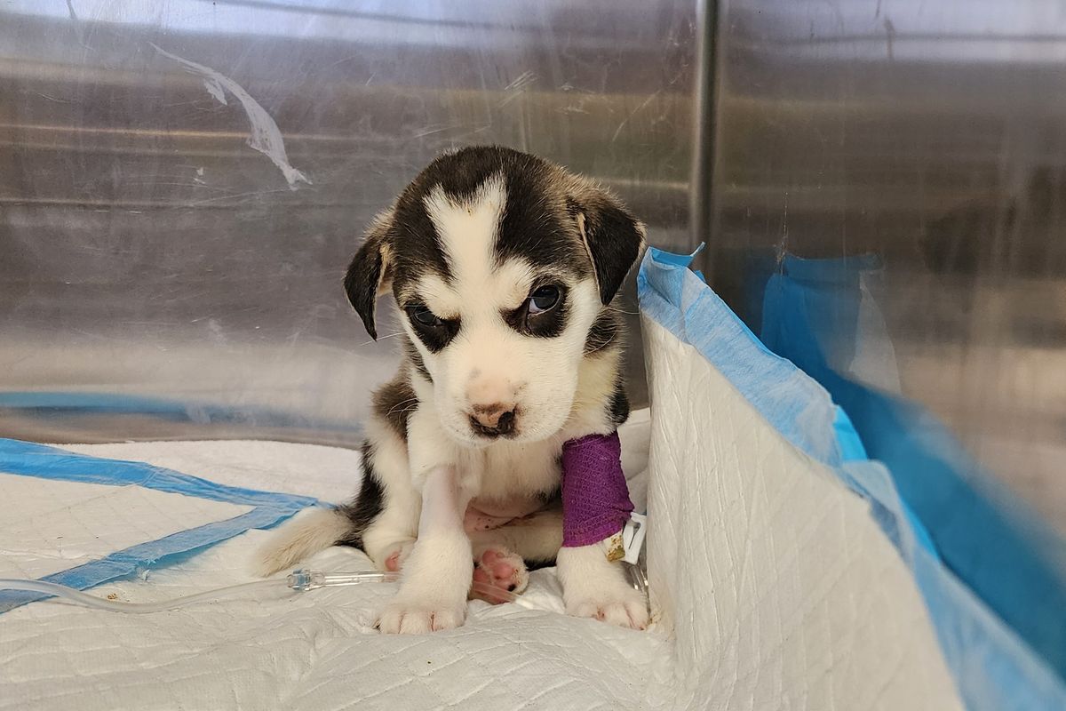 Kiss after she was brought to Austin Pets Alive in critical condition on May 26. (Courtesy of Austin Pets Alive)