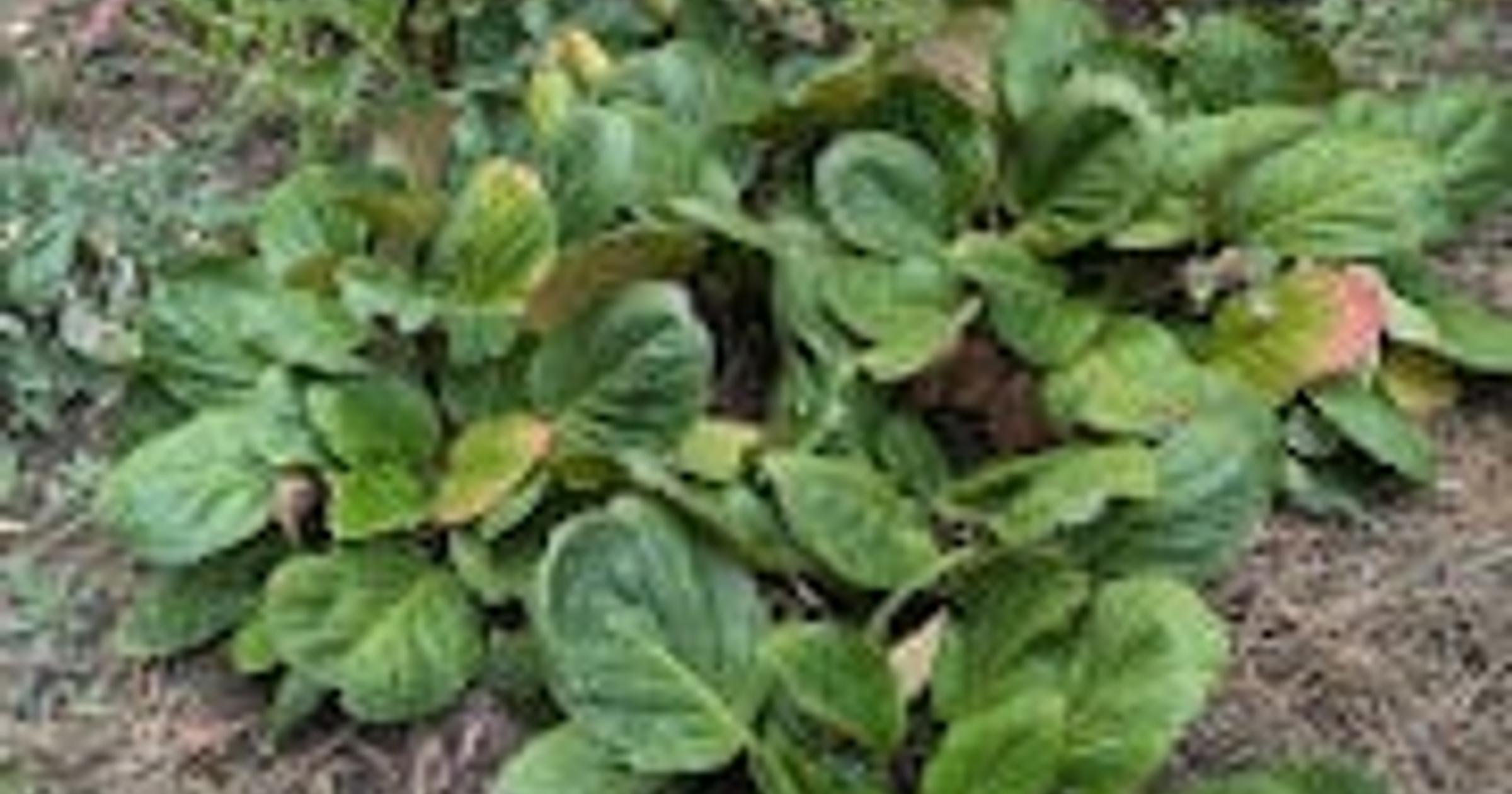 Gardening: Bold-leafed bergenias hold up to our cold winters