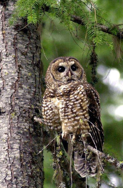 This May 8, 2003, file photo shows a northern spotted owl sitting on a tree in the Deschutes National Forest in Oregon. (AP Photo/File) (The Spokesman-Review)