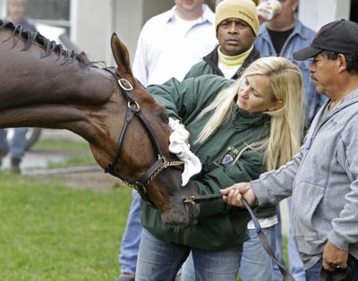 Trainer Kathy Ritvo towels the face of Kentucky Derby hopeful Mucho Macho Man. (Associated Press)