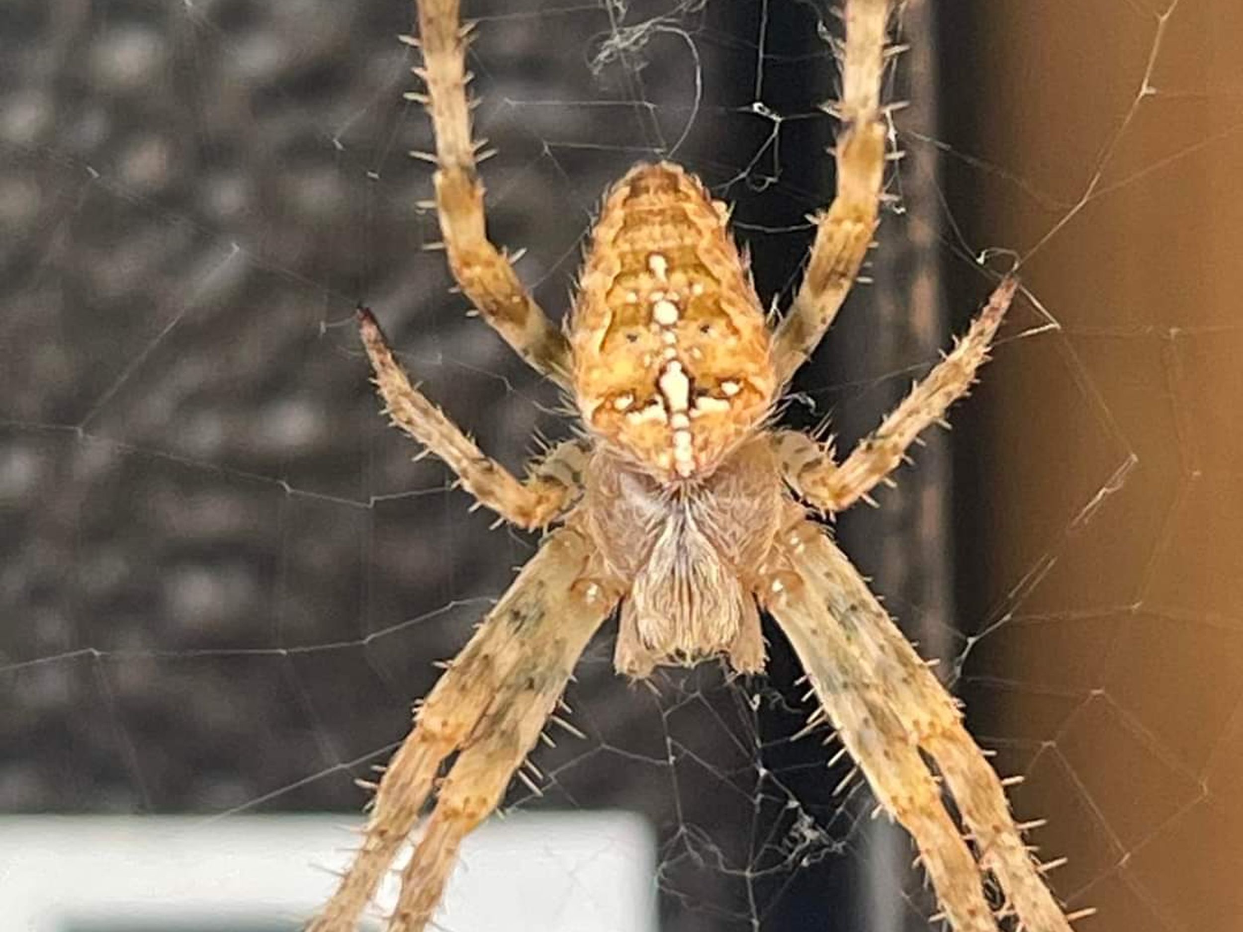 Araneus Diadematus Bite