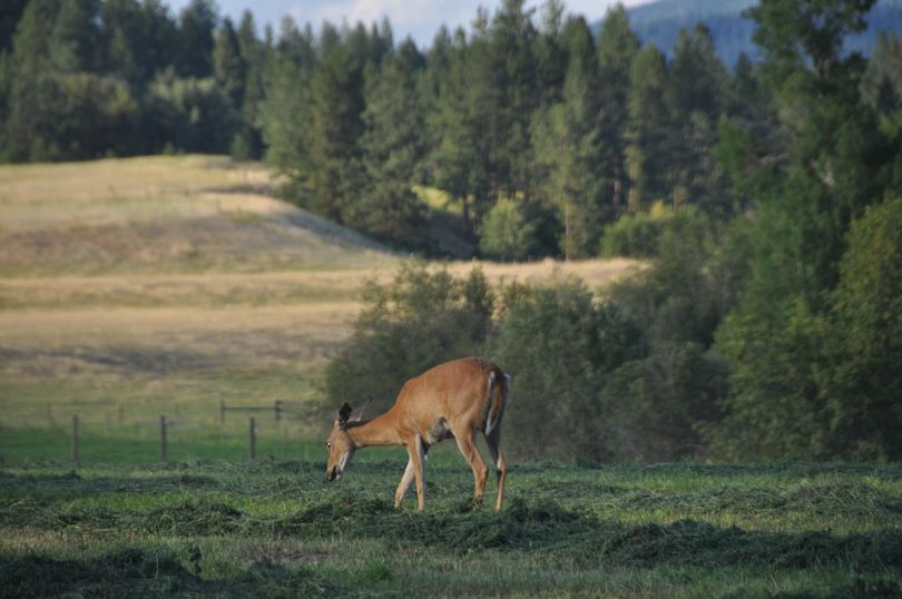 A white-tailed deer feeds in a hay field along a forest on private land. (Rich Landers)