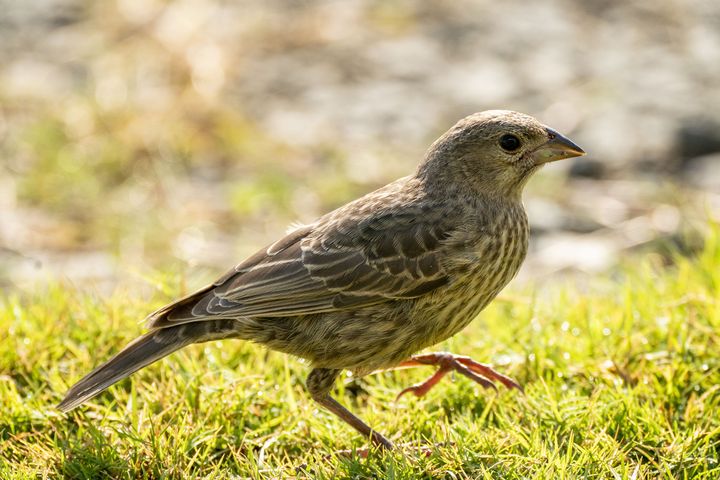 birds-baamboozle-baamboozle-the-most-fun-classroom-games