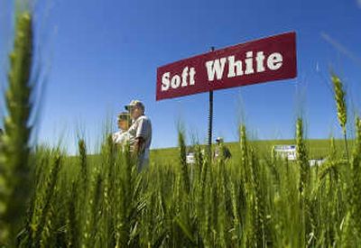 
Eric Maier, left, and Bill Grant learn about spring and winter wheat Tuesday  at WSU's Spillman Agronomy Farm south of Pullman. 
 (Christopher Anderson / The Spokesman-Review)