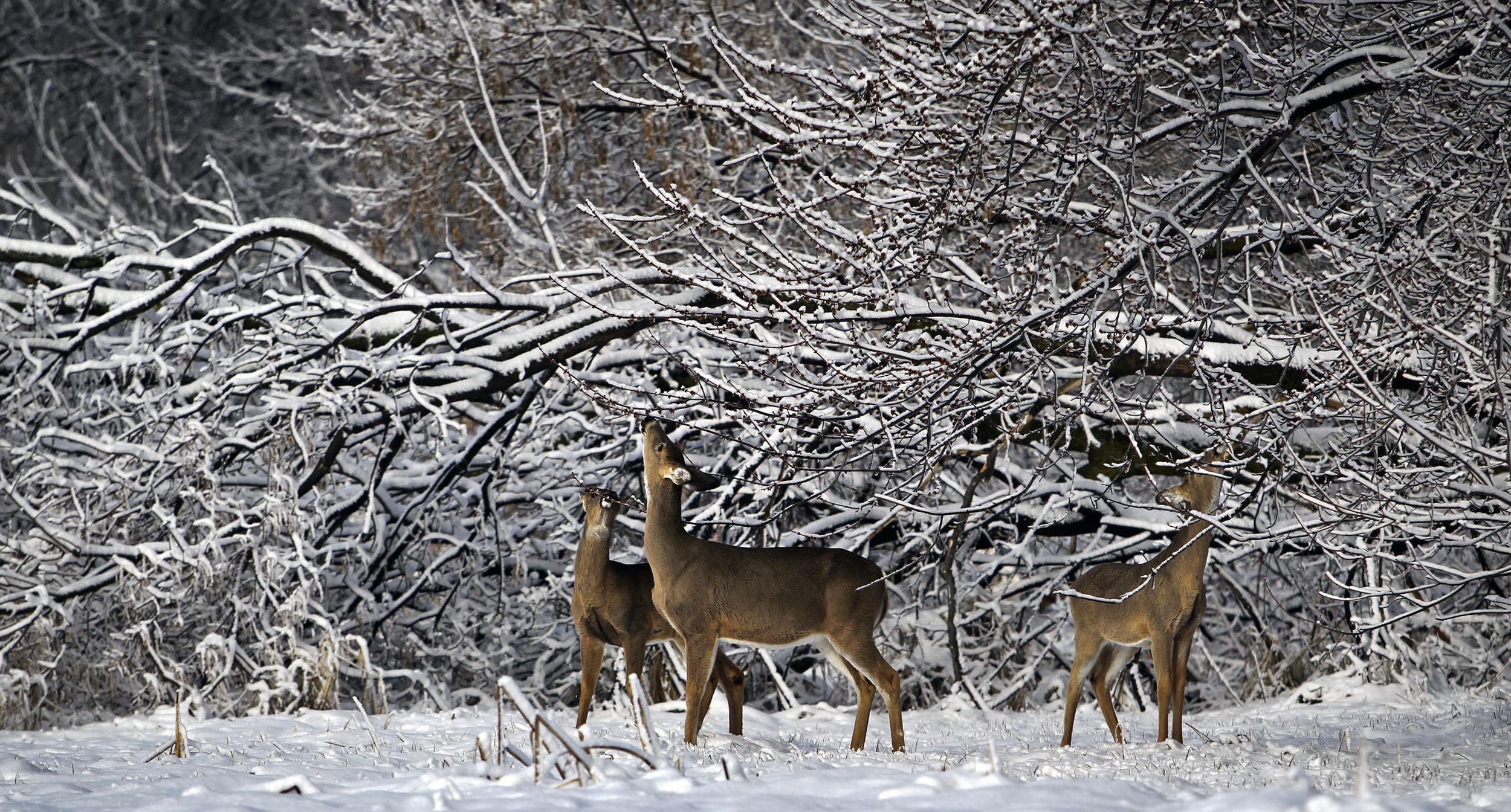 Test results confirm that as many as 300 whitetailed deer have died