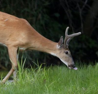 A young white-tailed deer.  Bucks often have velvet on their antlers well into September. (Associated Press)