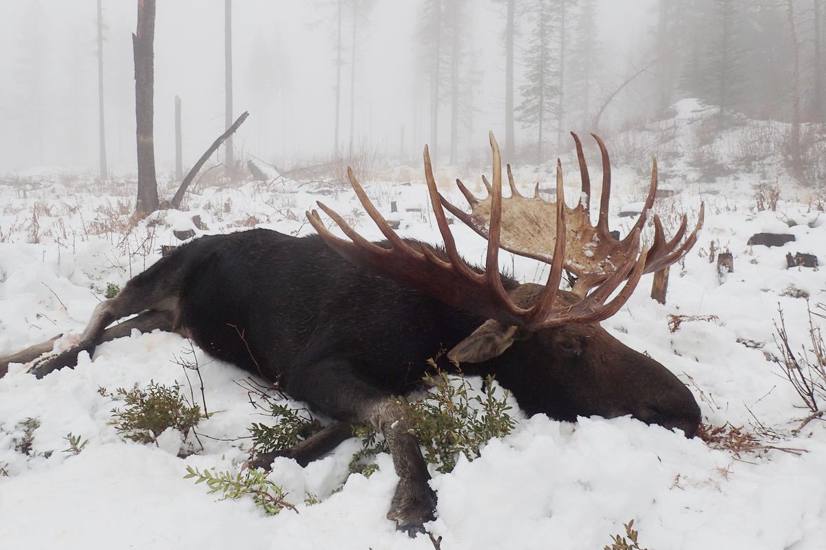 A bull moose that Jim Hall shot in Ferry County set a new Safari Club International world record. Hall hunted and harvested the moose near Republic, Wash. in GMU 101 in 2018. (Jim Hall / COURTESY)
