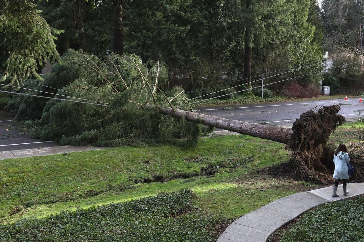 The downed tree in Bellevue at Northup Way and Northeast 10th Street in Seattle on Sunday morning was dramatic evidence of the overnight windstorm’s power. (Ken Lambert / The Seattle Times)
