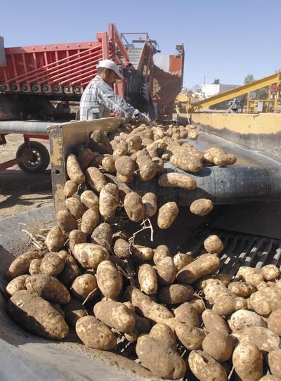 Organic potatoes are harvested at Holm Farms, west of Idaho Falls, in 2010. (Associated Press)