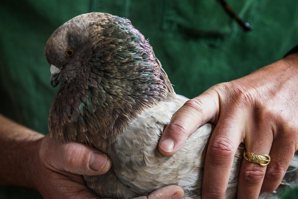 Keith Chadd holds his award-winning French Mondain in one of the three pigeon lofts at his Tacoma, Wash. home. The bird has won national as well as local Best of Show awards. (Ellen M. Banner / Tribune News Service)