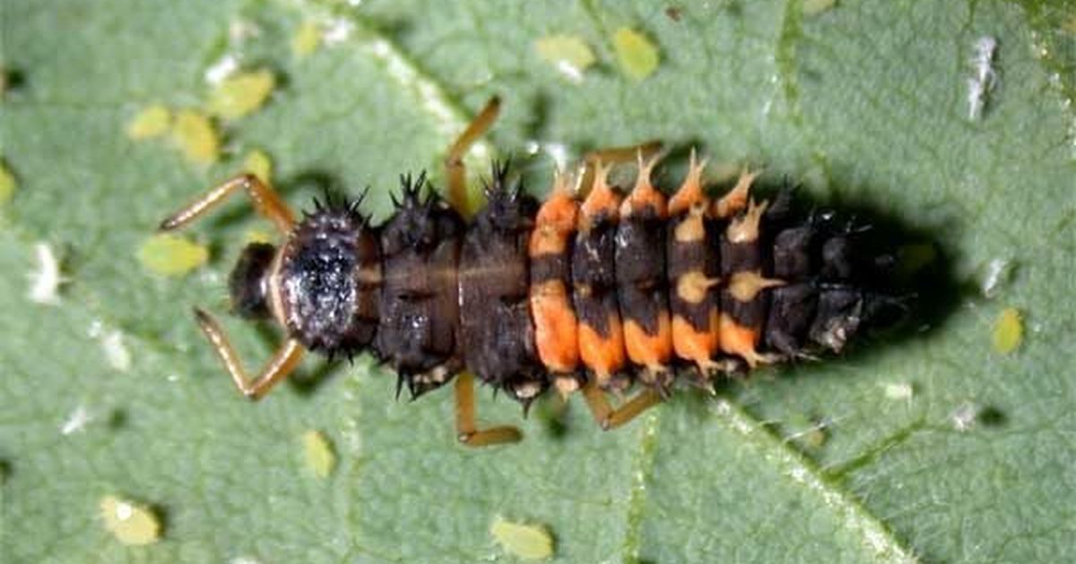 Gardening: Native plants can help attract lady beetles to your yard