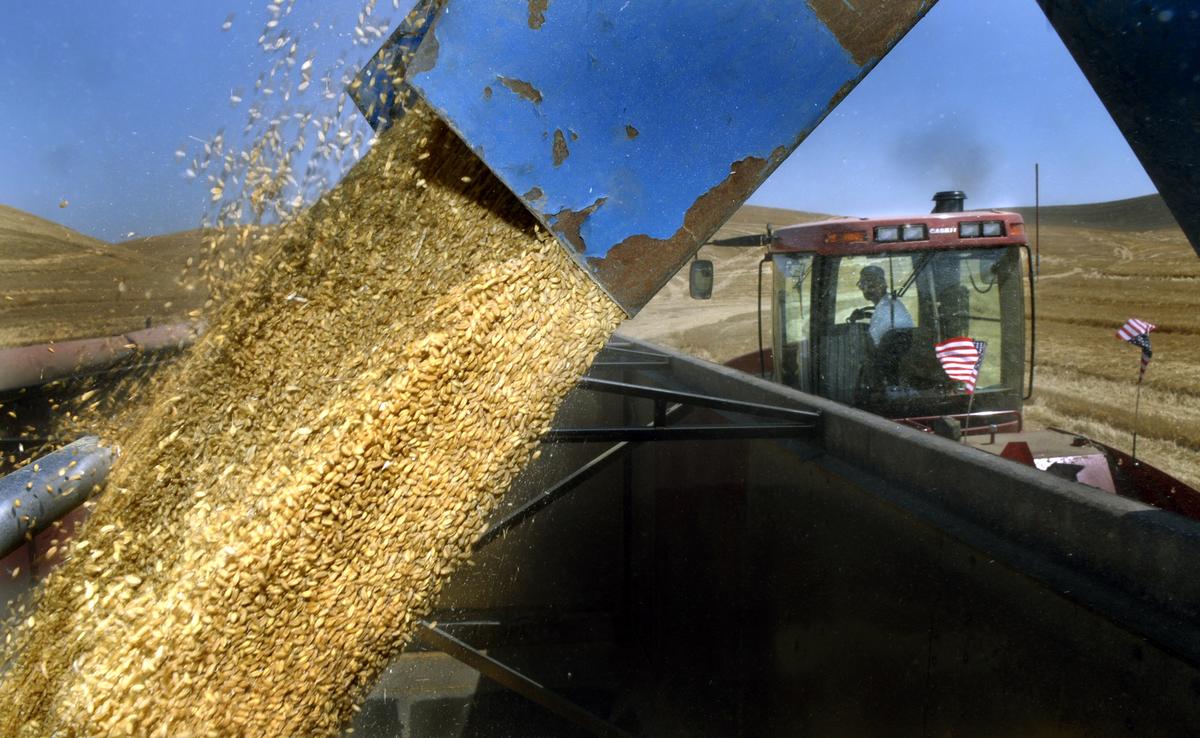 The Spokesman-Review Bob Martin of Ganguet Farms transfers soft white winter wheat  for transport to the elevator in the Spring Valley area  in July. (File / The Spokesman-Review)