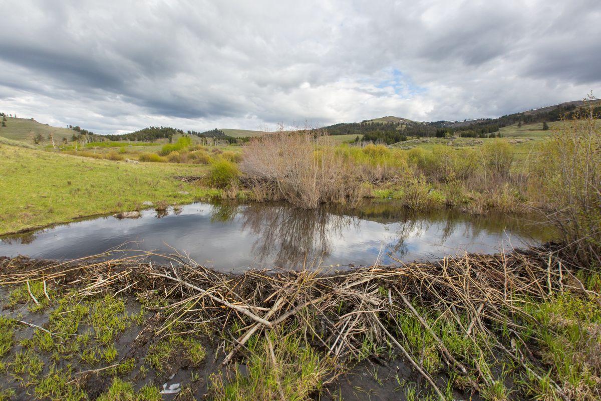 Beaver dams like this one in Yellowstone National Park’s Lamar Valley help slow streamflows allowing water to percolate into surrounding soils and increase willow growth.  (Neal Herbert/NPS)
