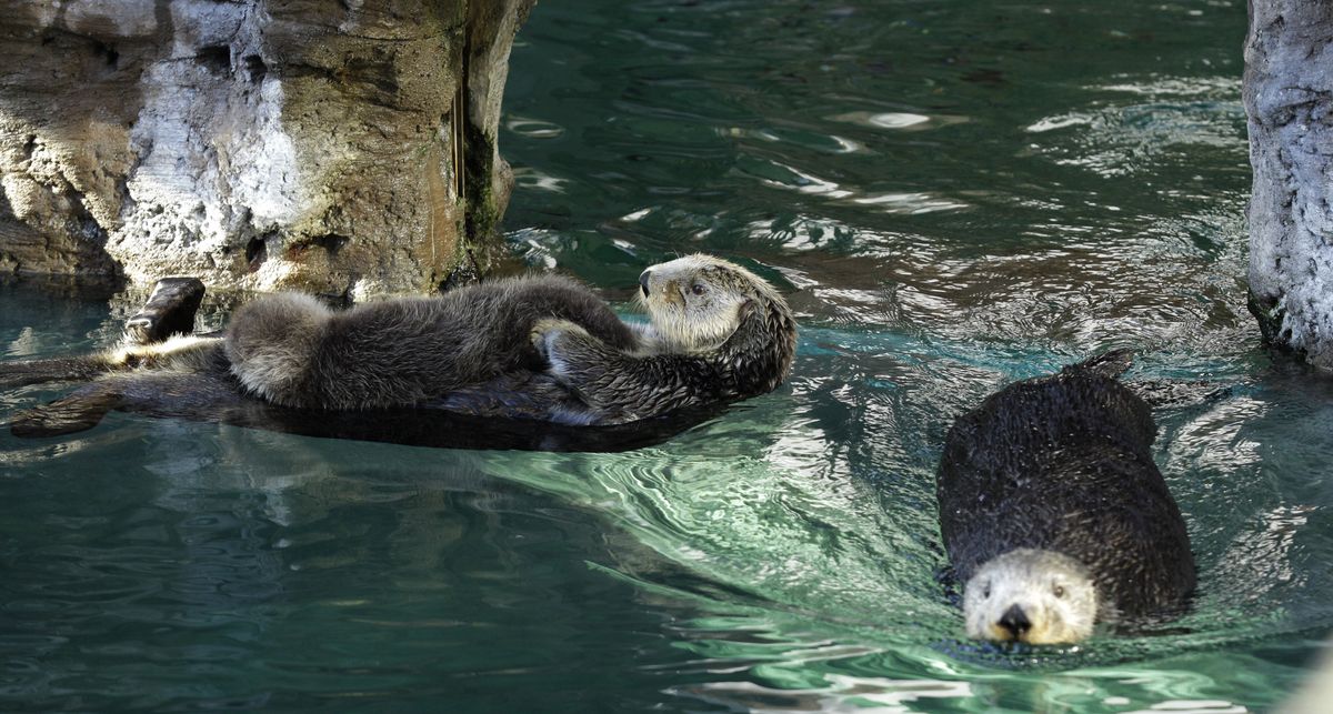 Seattle Aquarium’s oldest sea otter, Lootas, dies at 23 | The Spokesman ...
