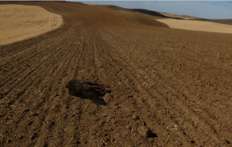 A wolf chased down and shot by a Whitman County farmer lies dead in a Palouse crop field on Oct. 12, 2014, in this photo snapped by responding wildlife officers. (Washington Department of Fish and Wildlife)