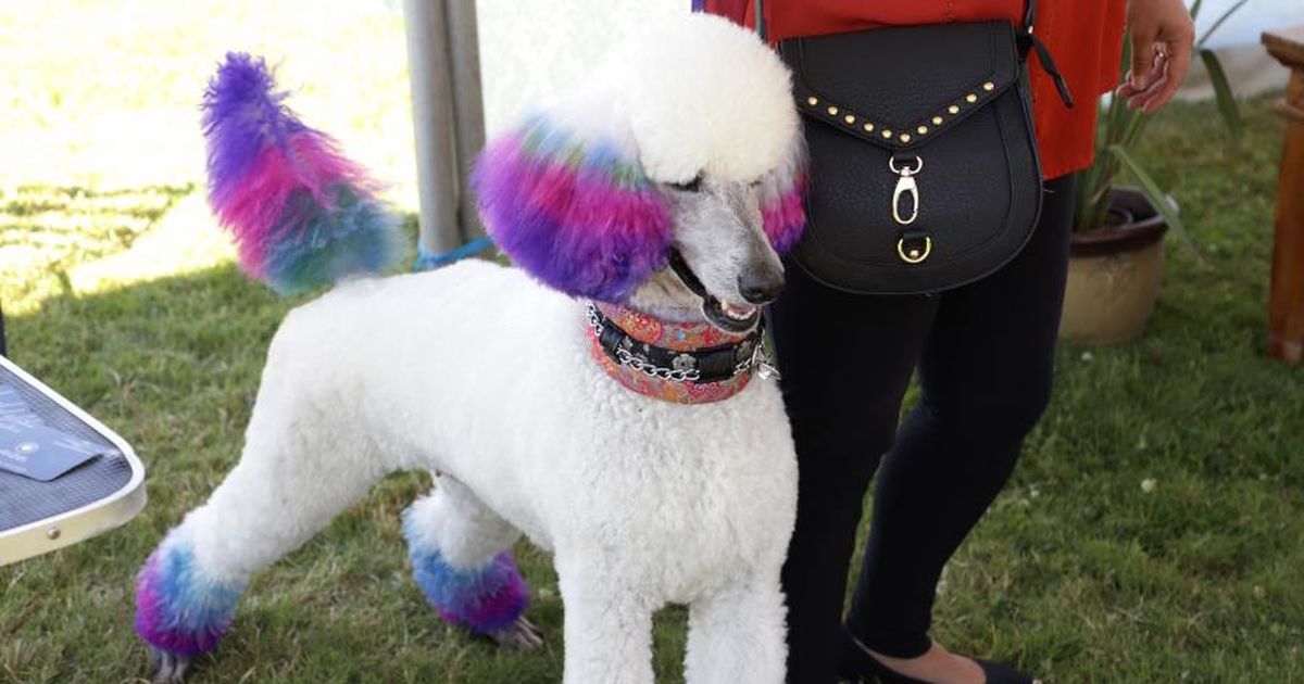 LAKEVIEW STANDARD POODLES - HOME