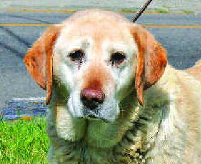 
Annie, a sweet-tempered Labrador Retriever, is one of the 49 dogs available for adoption through SpokAnimal CARE.  
 (Photo credit Steward Robbins / The Spokesman-Review)