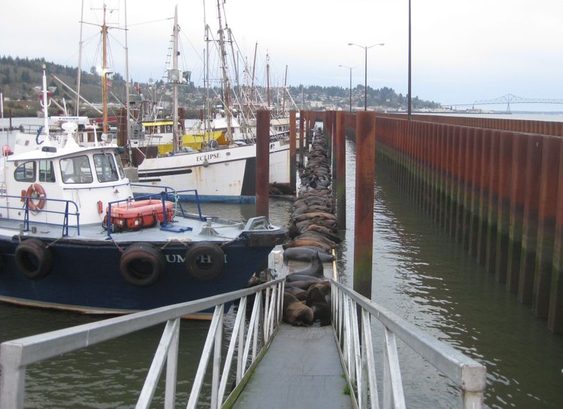 Sea lions crowd a walkway at a mooring basin in Astoria. (Northwest Power and Conservation Council)