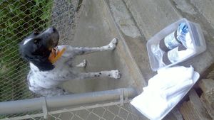 Scout, Rich Lander's English setter, stand's by "the kit" of ingredients needed to deodorize him after he was sprayed by a skunk. (Rich Landers)