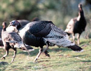 
Hunters who did not tag two turkeys in Eastern Washington during the spring will be eligible for the fall.
 (File/ / The Spokesman-Review)