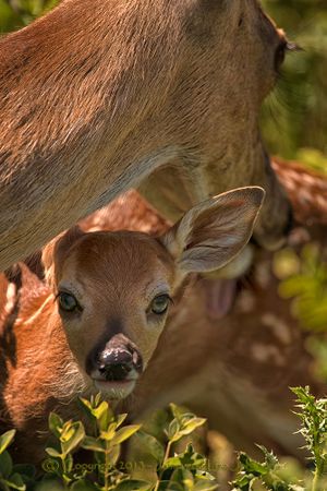 A whitetail doe grooms her new fawn. (Jaime Johnson)