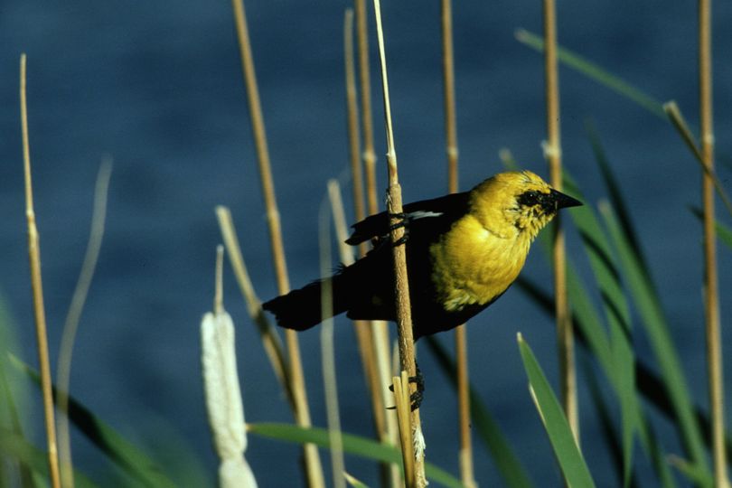 Seminars and outings conducted by Audubon and Turnbull groups help acquaint the public with seasonal residents, such as the yellow-headed blackbird, above.  (File)