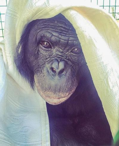 Bonobo ape Kanzi, who has performed with Peter Gabriel and Paul McCartney, turned 40 this year and lives at the Ape Initiative in Des Moines.  (Courtesy)