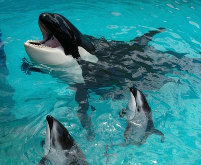 Lolita was sold to the Miami Seaquarium after her capture 50 years ago.  (Courtesy of Miami Seaquarium)