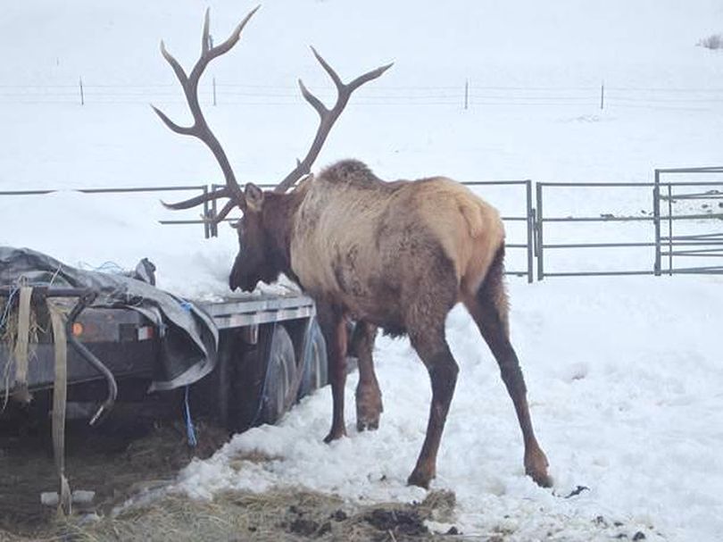 A bull elk with an injured front hoof looks for food near a highway in central Washington. State Veterinarian Kristin Mansfield said the swelling was likely due to an injury and was likely not associated with the bacteria that are causing hoof rot that most often is associated with the back feet of elk in Western Washington.  (Washington Department of Fish and Wildlife)