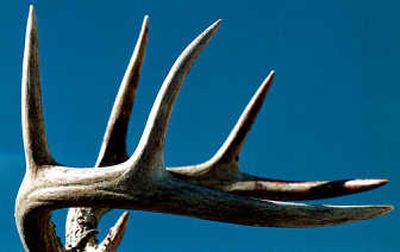 
With whitetails booming, special tags target deer on outskirts of North Idaho towns.
 (Kathy Plonka / The Spokesman-Review)