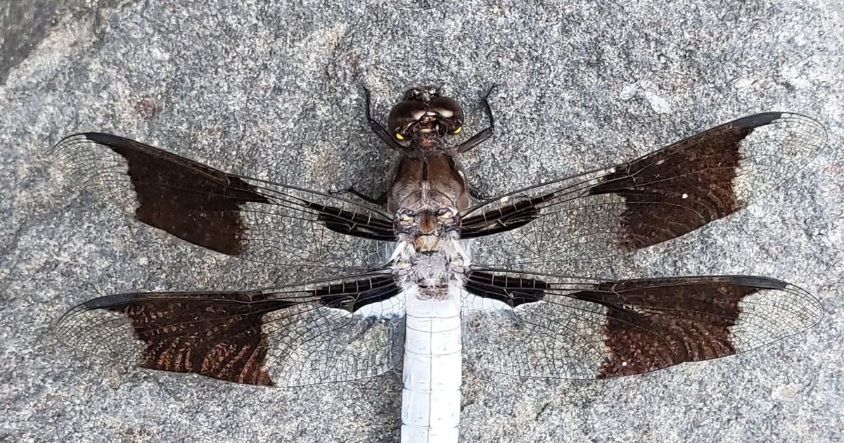 Cool Critters: They survived asteroids, but Spokane's wildfires may put this common, showy dragonfly in distress