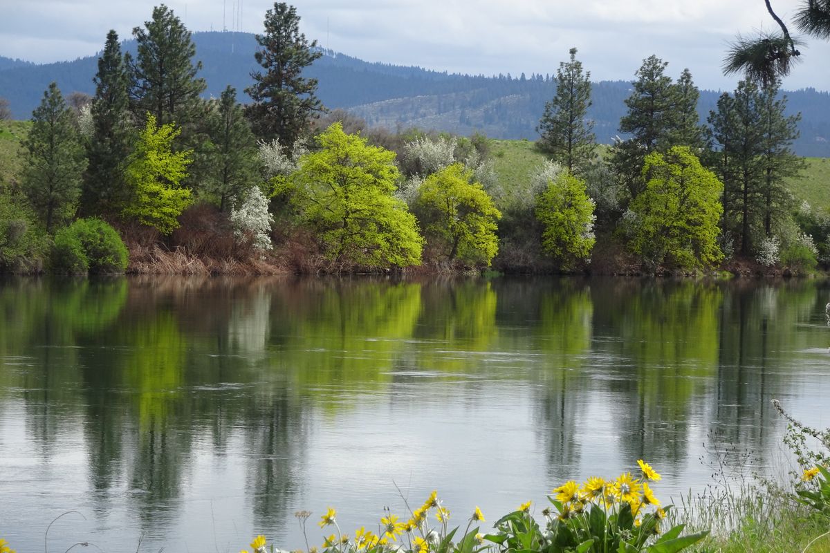 While the white blooming serviceberry isn’t a wildflower, it is blooming broadly right now. In July, the flowers will turn to an edible berry for wildlife. Note the balsamroot in the foreground along the Spokane River.  (Pat Munts/For The Spokesman-Review)