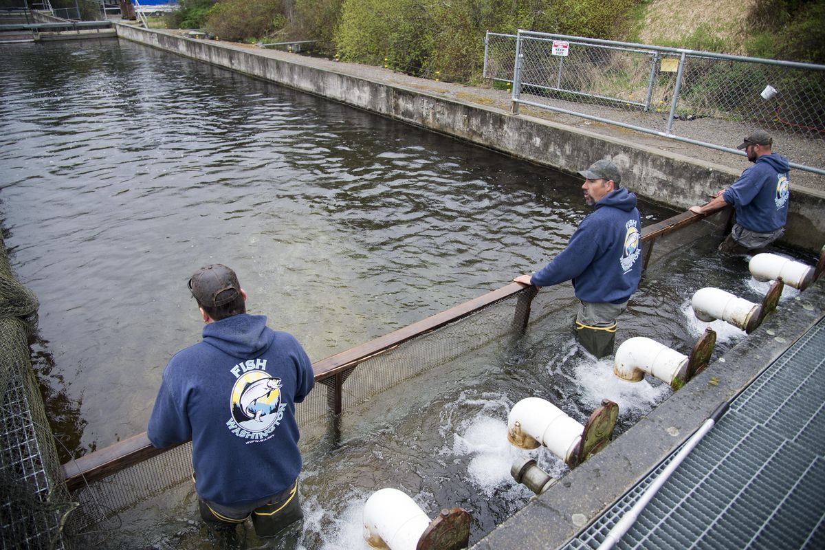 Kevin Flowers, Jeff Lombard and Josh Deming of the Washington Department of Fish and Wildlife use a screen-covered frame to move fish around in a pen at the Spokane Hatchery before loading them into a truck for transport to area lakes to prepare for fishing season, which opens April 23. (Jesse Tinsley / The Spokesman-Review)