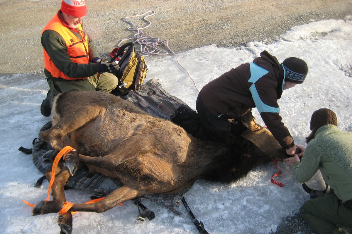 A cow elk tranquilized in January in the St. Joe River drainage with aid of a helicopter is fixed with a GPS collar before being released by Idaho Fish and Game Department researchers. (Idaho Department of Fish and Game)