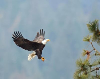 An eagle returns home with a salmon in this photo by Jerry Rolwes from the north shore of Lake Coeur d’Alene.  (Courtesy of Jerry Rolwes)