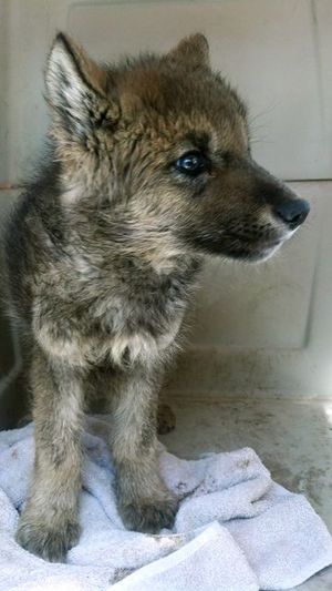 Wolf pup found by tourists near Ketchum, Idaho, who mistook it for a lost puppy (Idaho Fish & Game)