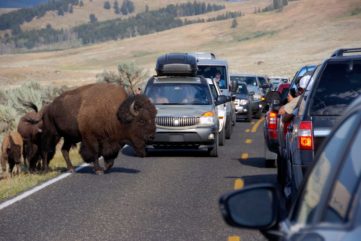 A large bison blocks traffic as tourists take photos of the animals in the Lamar Valley of Yellowstone National Park.  (Matthew Brown)