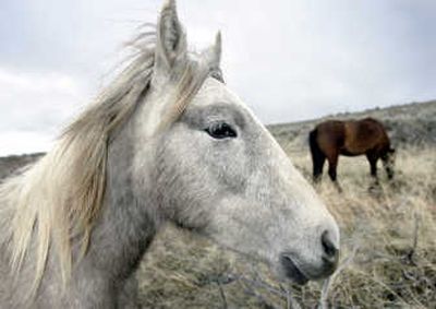 
A herd of wild horses grazes near the Carson River  last year in Carson City, Nev. Associated Press
 (File Associated Press / The Spokesman-Review)