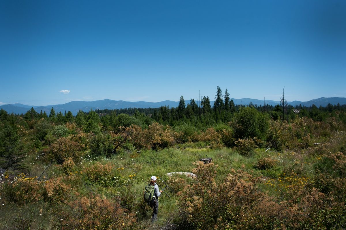 University of Washington Ph.D. student Taylor Ganz tracks a radio-collared deer on July 21, 2020, near Colville, Wash., as part of the Washington State Predator-Prey Project.  (Eli Francovich/The Spokesman-Review)